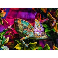 Ravensburger - Chameleon Puzzle 500pc