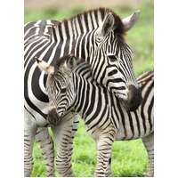 Ravensburger - Zebra Love Puzzle 300pc