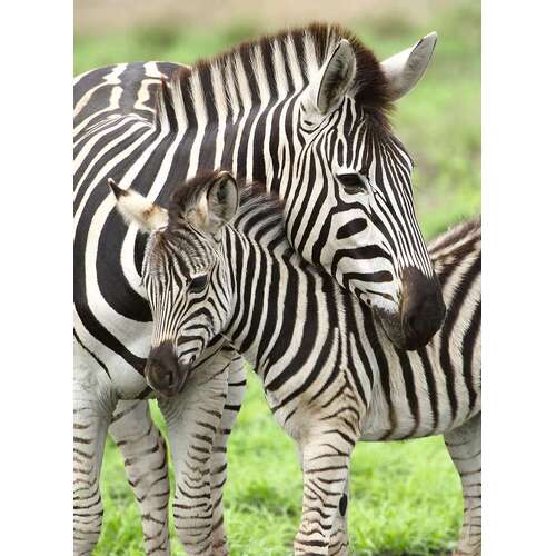 Ravensburger - Zebra Love Puzzle 300pc