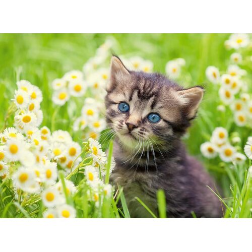 Ravensburger - Kitten in the Meadow Puzzle 500pc